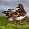 Kamenacek pestry - Arenaria interpres - Ruddy Turnstone o1473